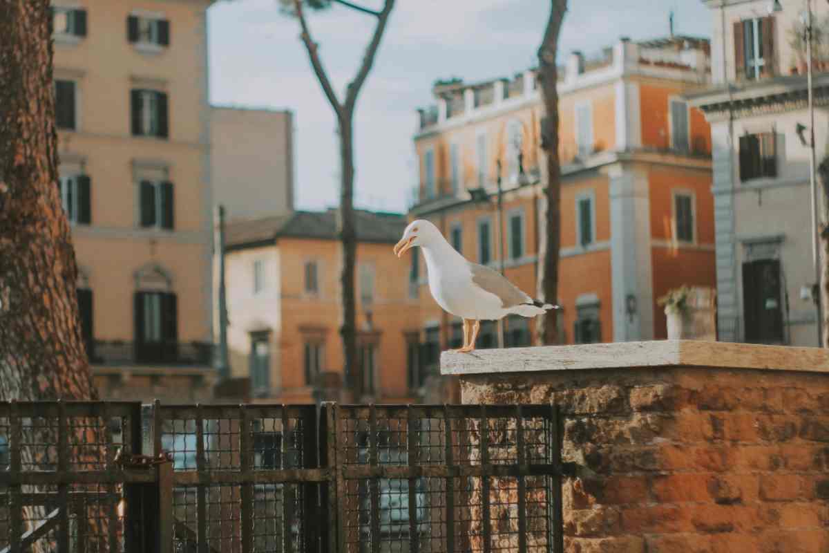 Un gabbiano a Roma