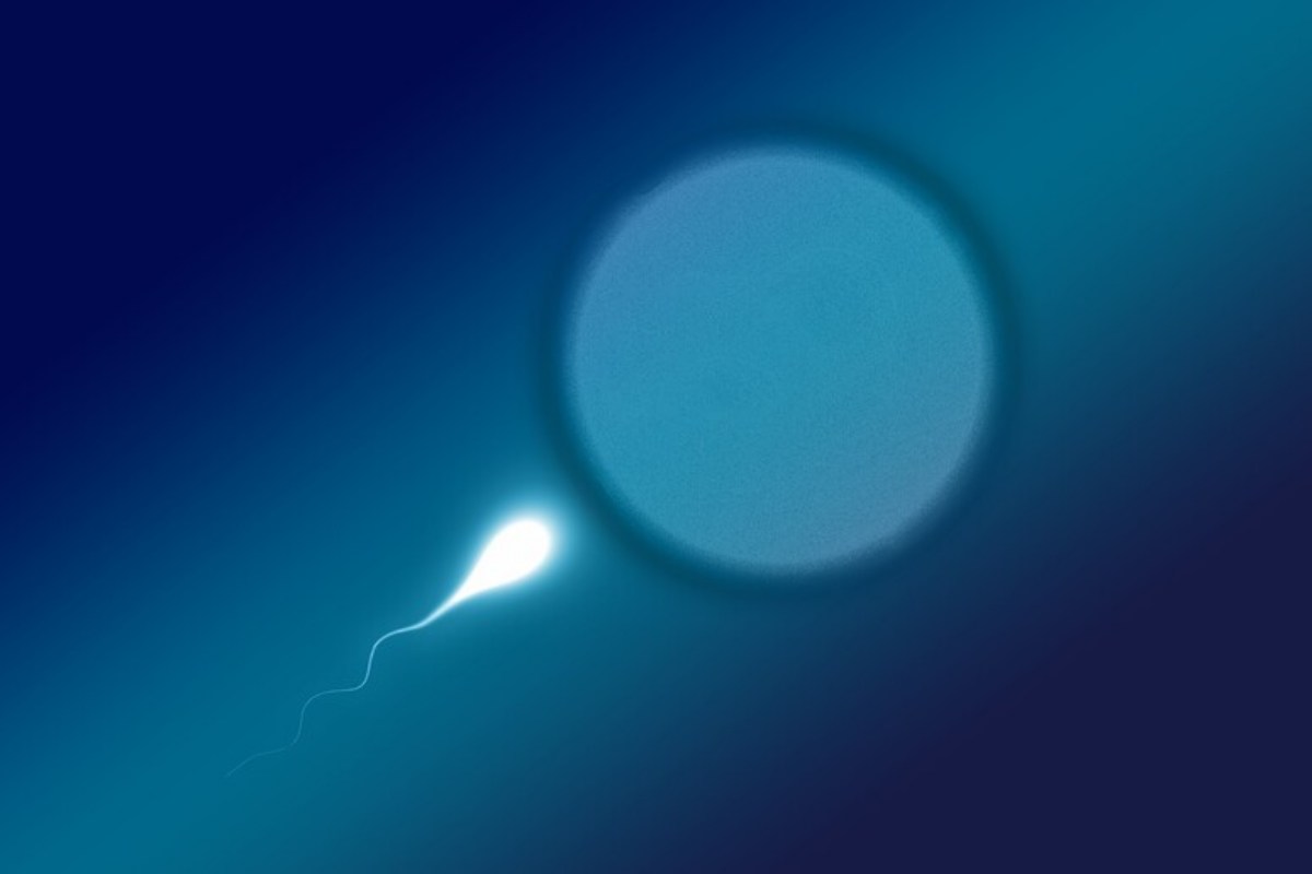 uno spermatozoo