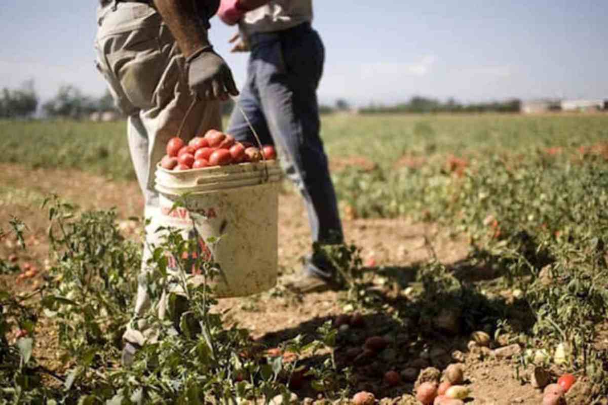 Immigratiraccolgono pomodori