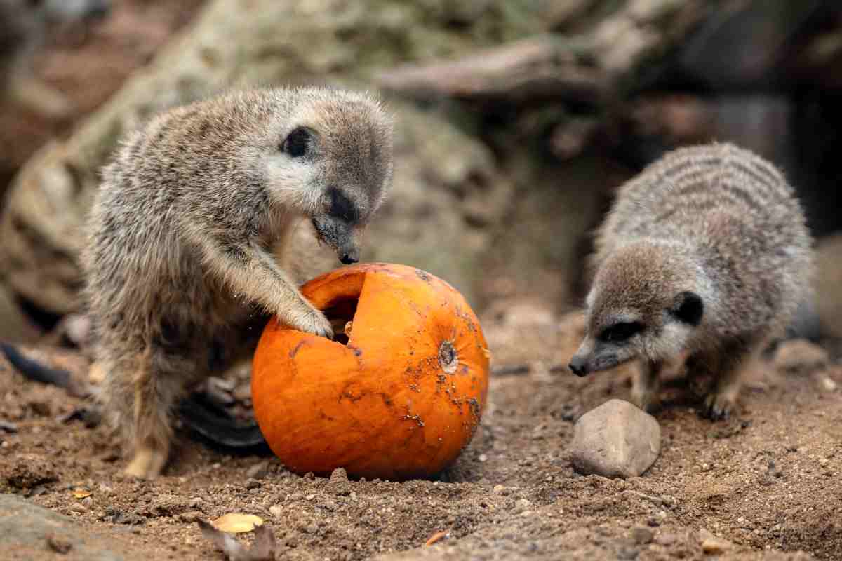 Suricati giocano con una zucca allo zoo di Praga