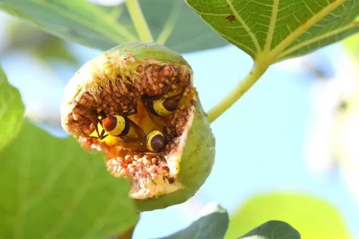 vespe orientali in un fico