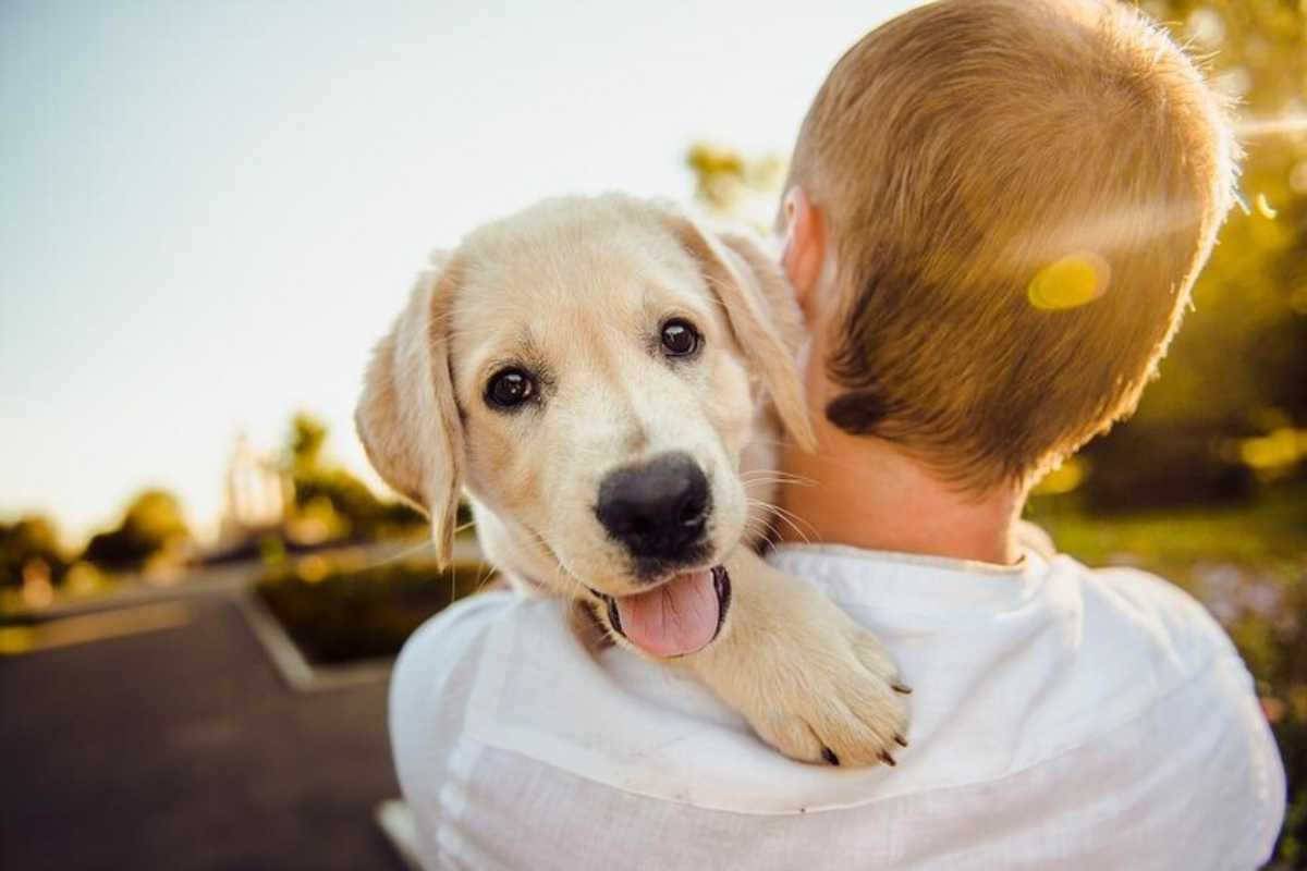 Un cucciolo di cane sulla spalla di un uomo, fotografato di spalle