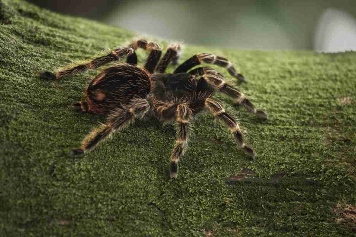 Tarantola su una pianta