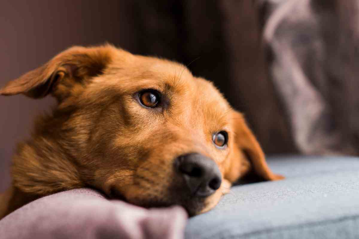 Cane su un divano