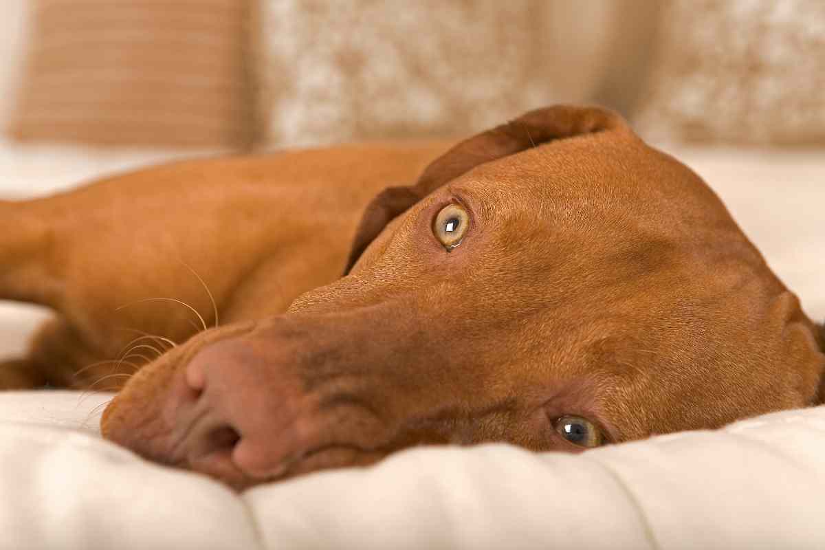 cane su un cuscino