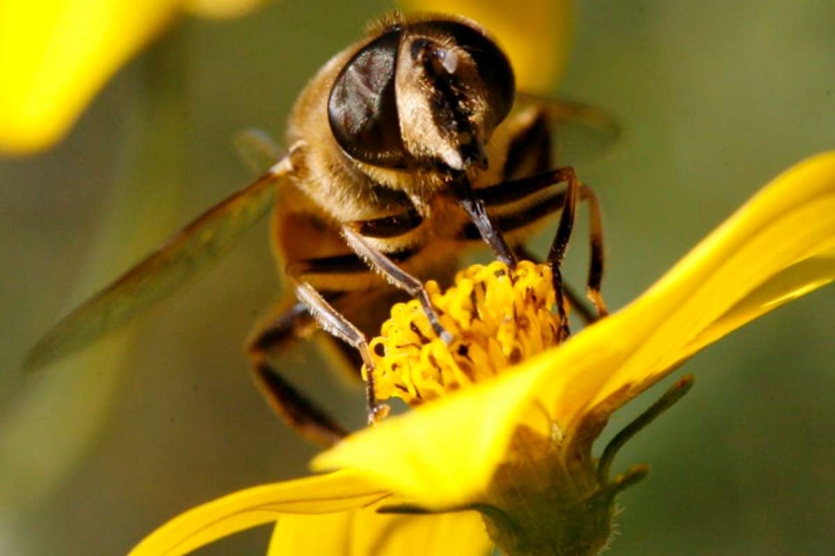 una ape su un fiore