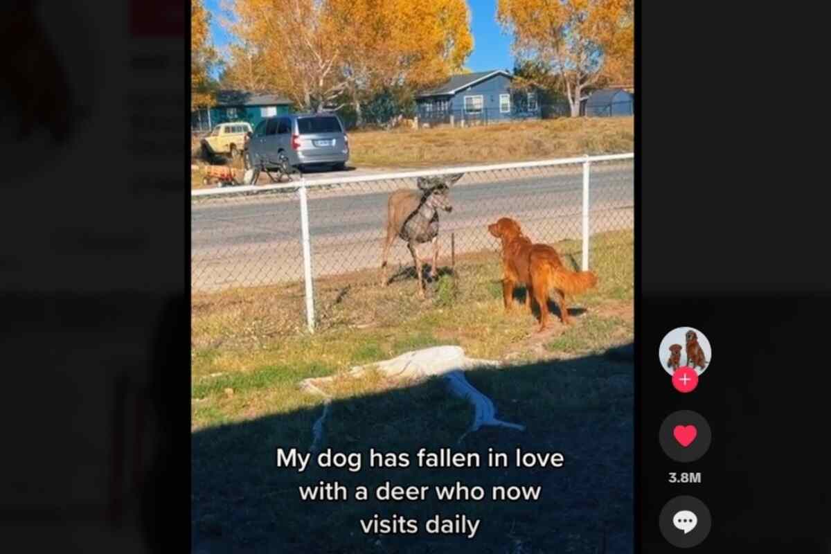 un cane incontra un cervo