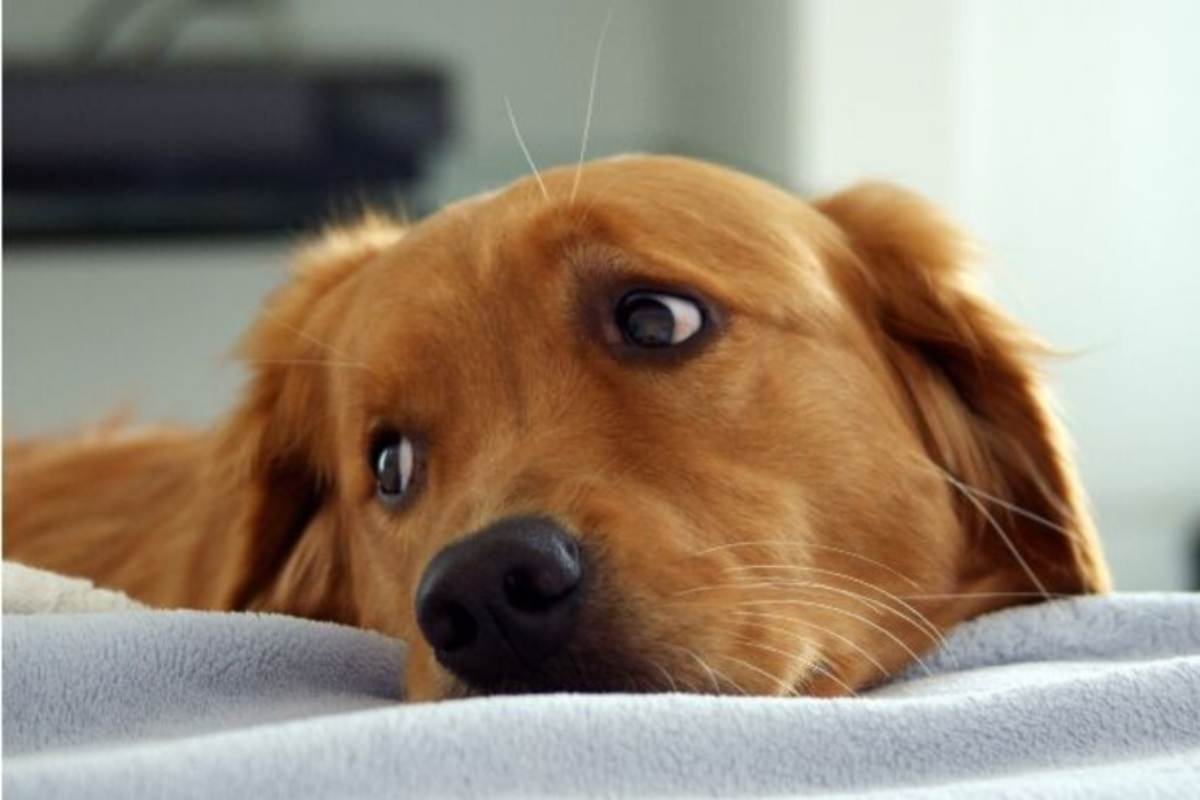 un cane che guarda il suo padrone