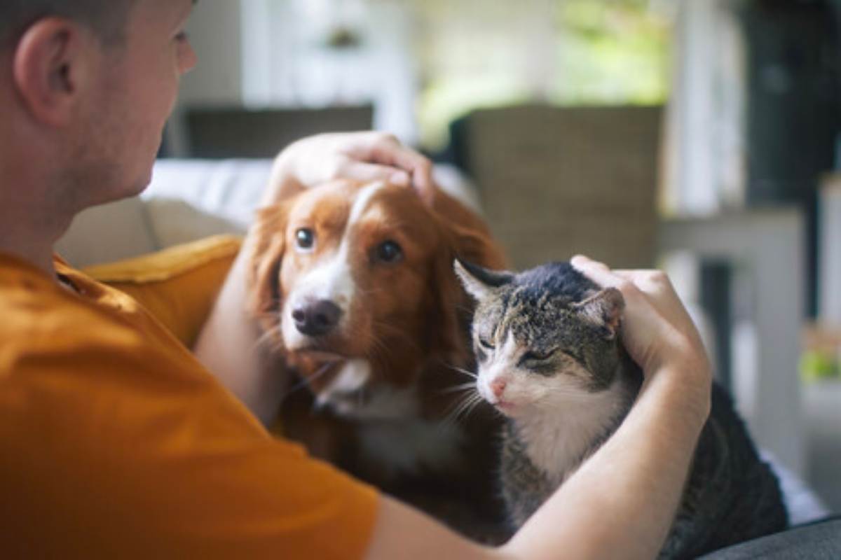 cane e gatto cercano le coccole dal padrone