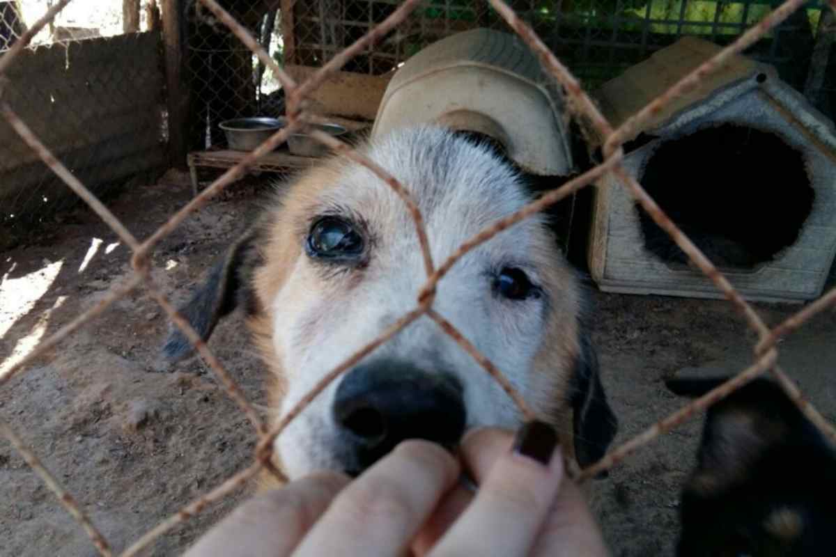 un cane in gabbia