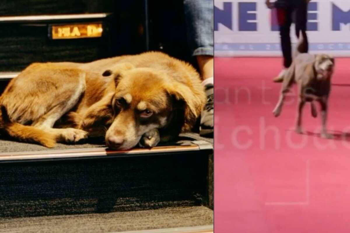 un cane randagio al festival del cinema del Messico