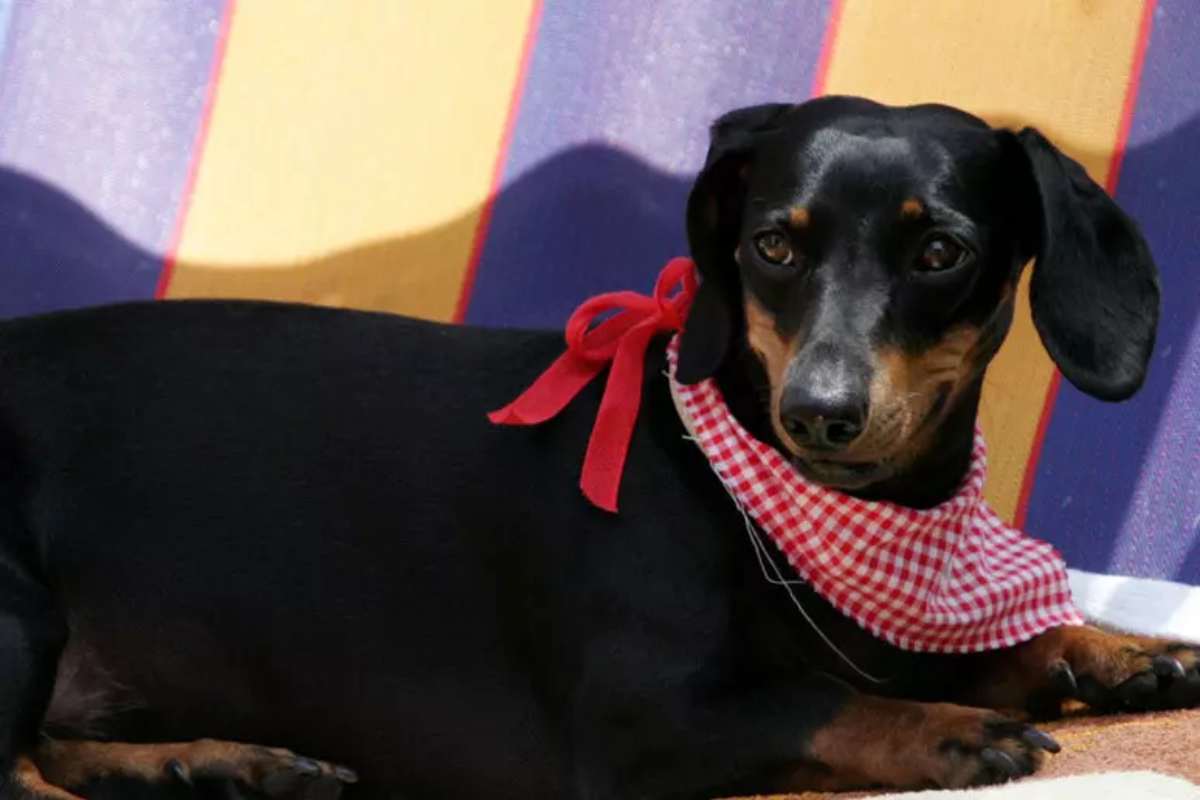 Un cane di razza bassotto