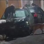 Cani randagi in Messico distruggono un'auto