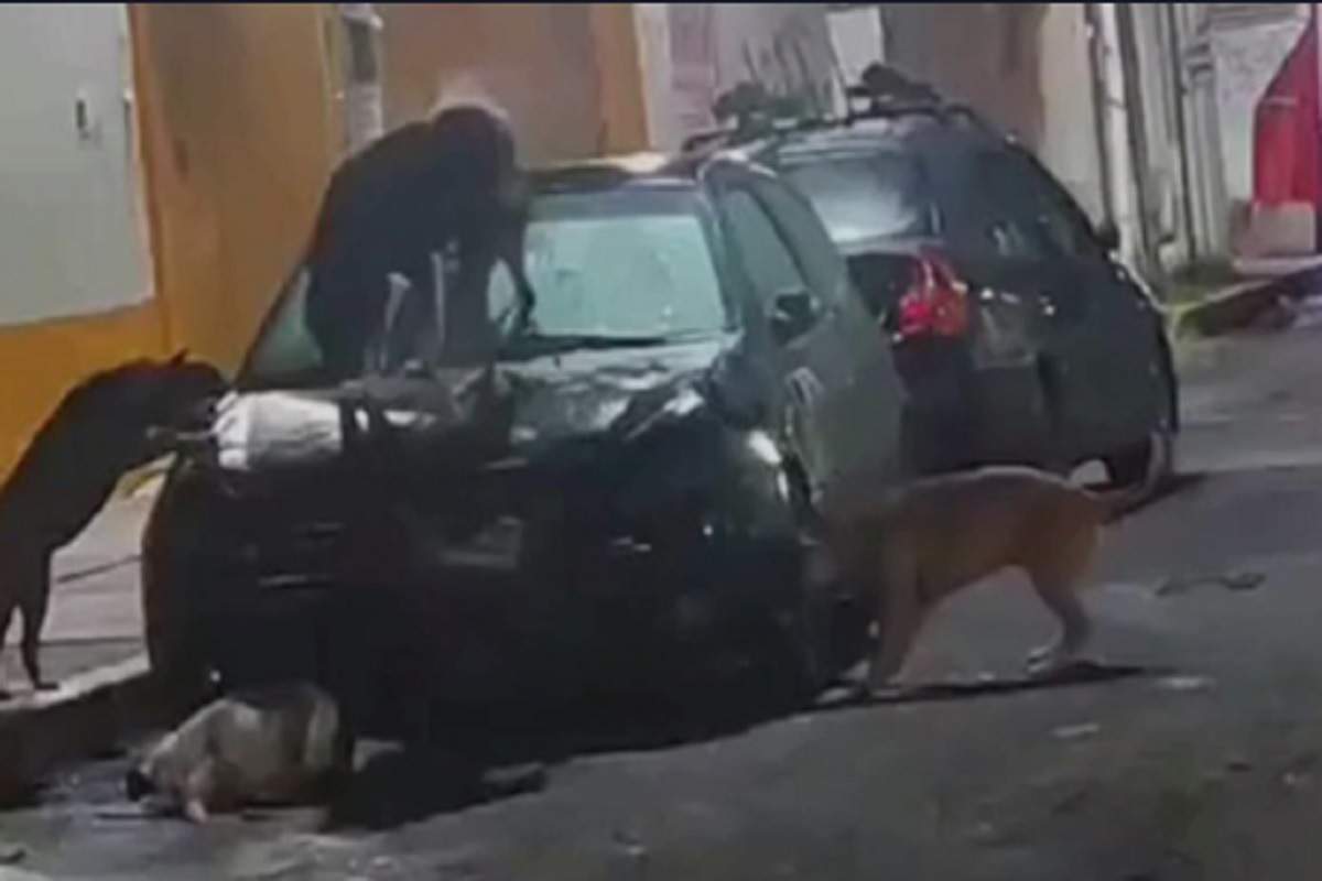 Cani randagi in Messico distruggono un'auto