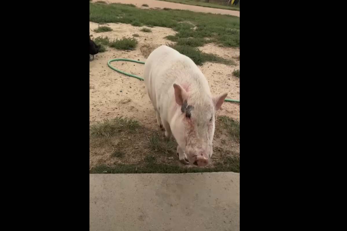 Il momento di un video in cui si vede un maiale domestico ubriaco