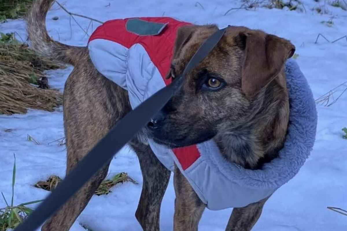 ciruzzo cane morto folgorato