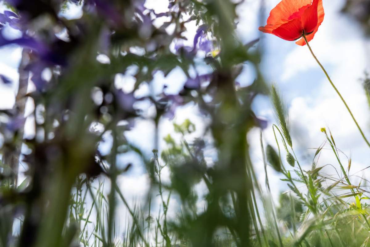 fiori in un prato