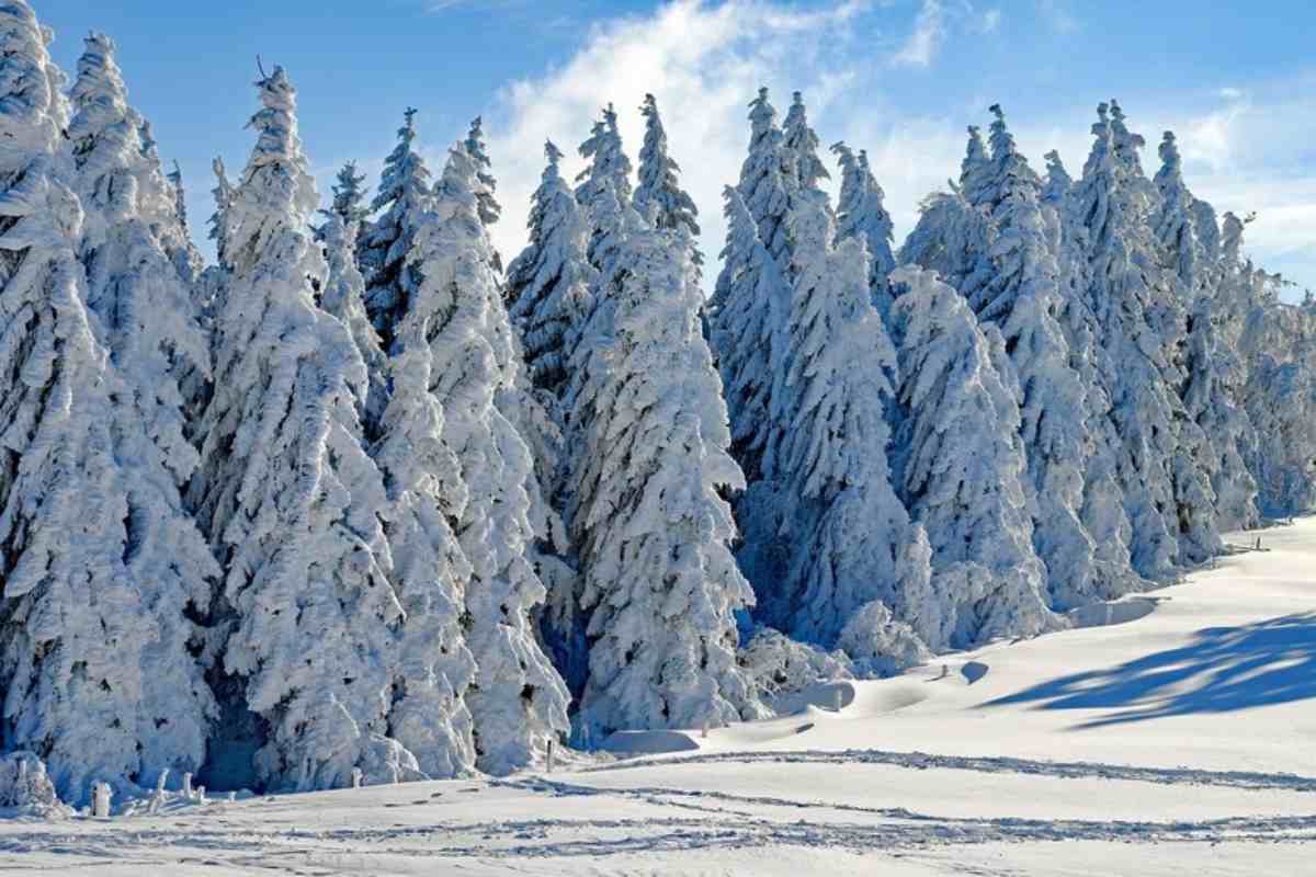 una foresta innevata