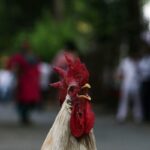 un gallo