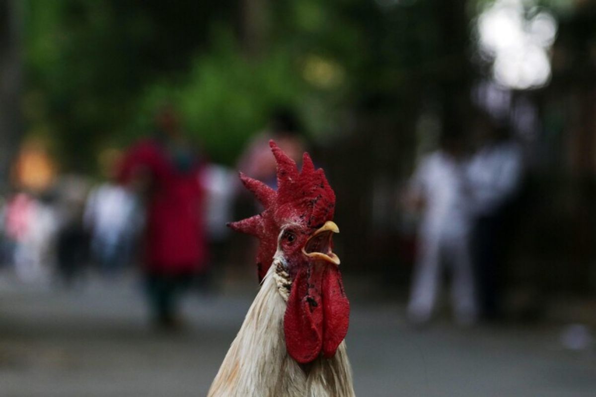 un gallo