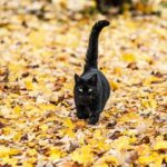 gatto nero tra il fogliame