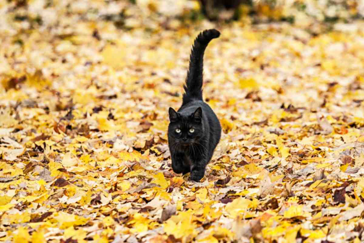 gatto nero tra il fogliame