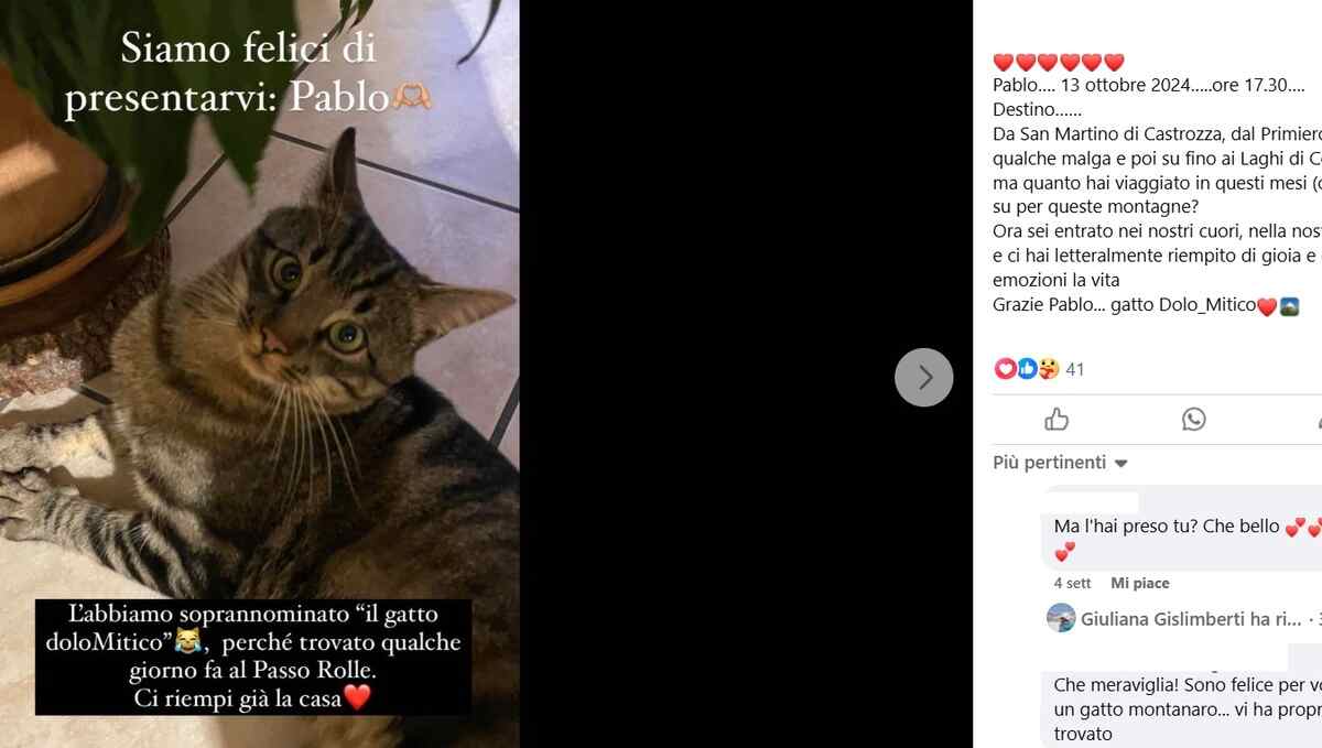 il gatto Pablo trova una nuova famiglia