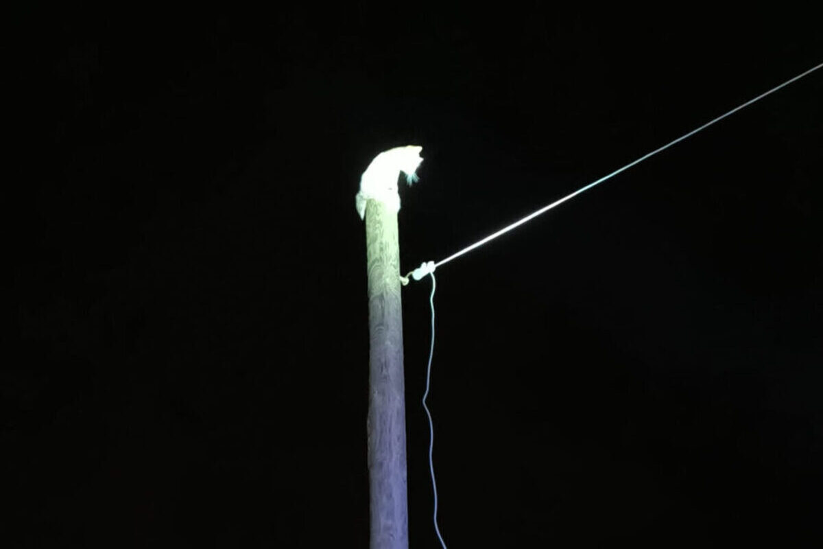 gattino bloccato su un palo della Luce