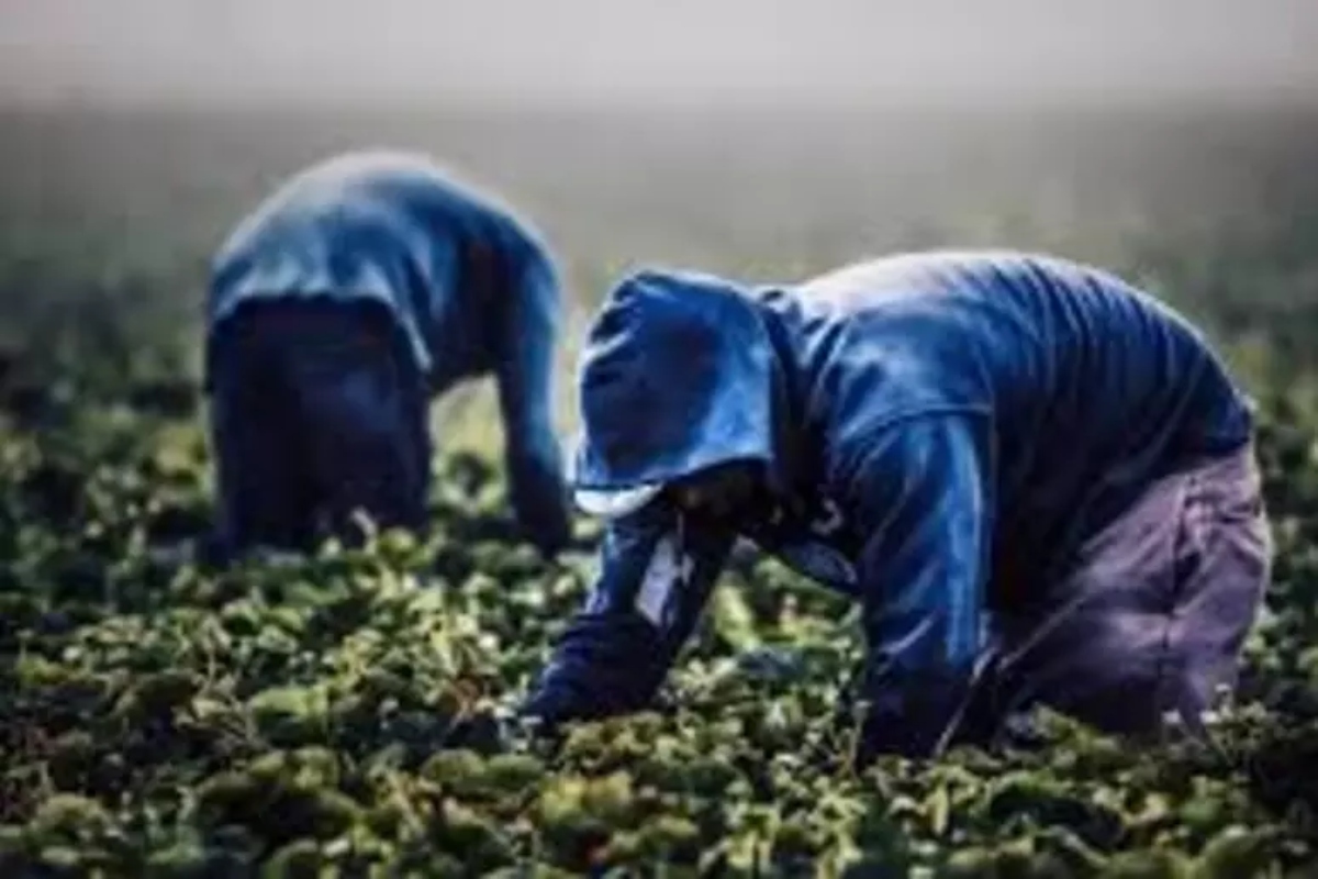 immigrati al lavoro nei campi