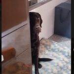 cane Labrador con i sensi di colpa