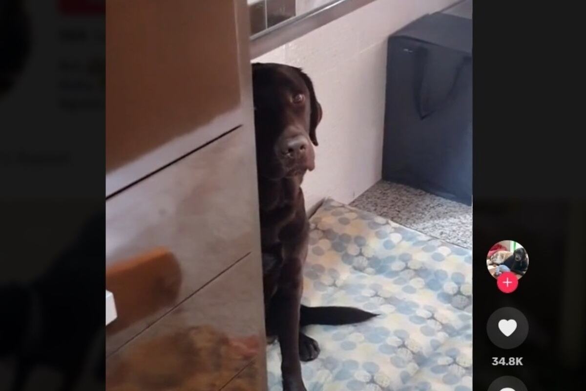 cane Labrador con i sensi di colpa