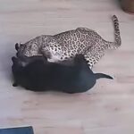 leopardo attacca e azzanna cane