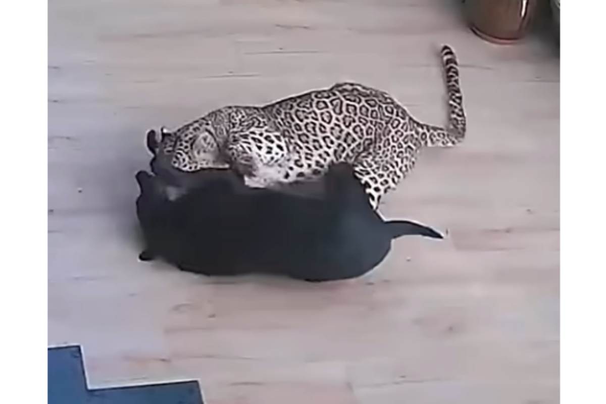 leopardo attacca e azzanna cane