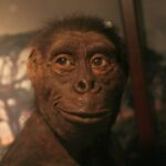 lucy esemplare di Australopithecus afarensis