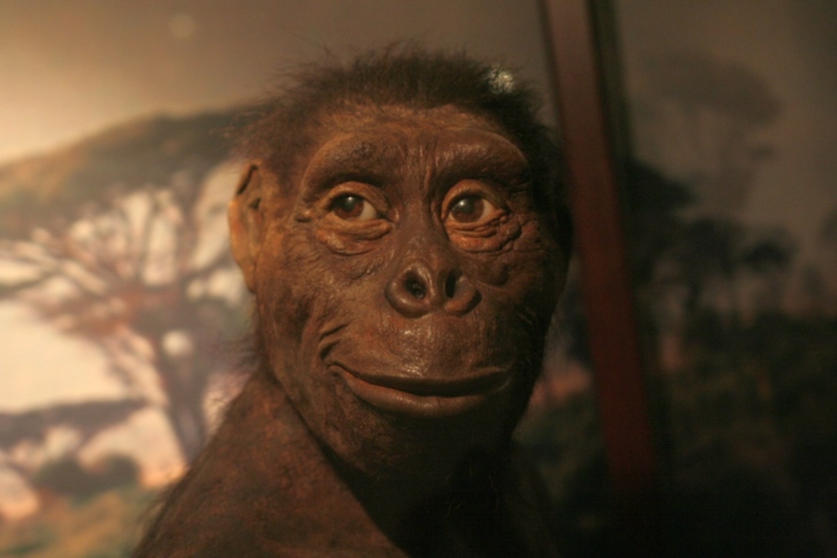 lucy esemplare di Australopithecus afarensis