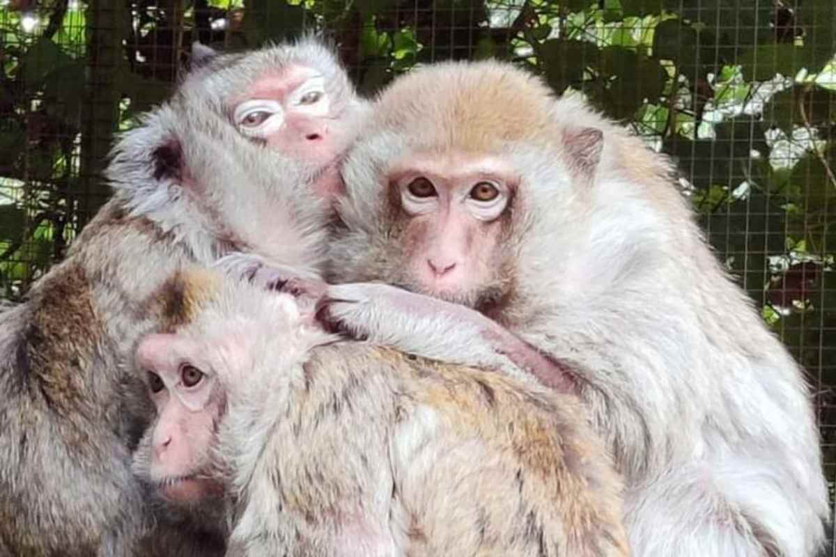 un gruppo di macachi