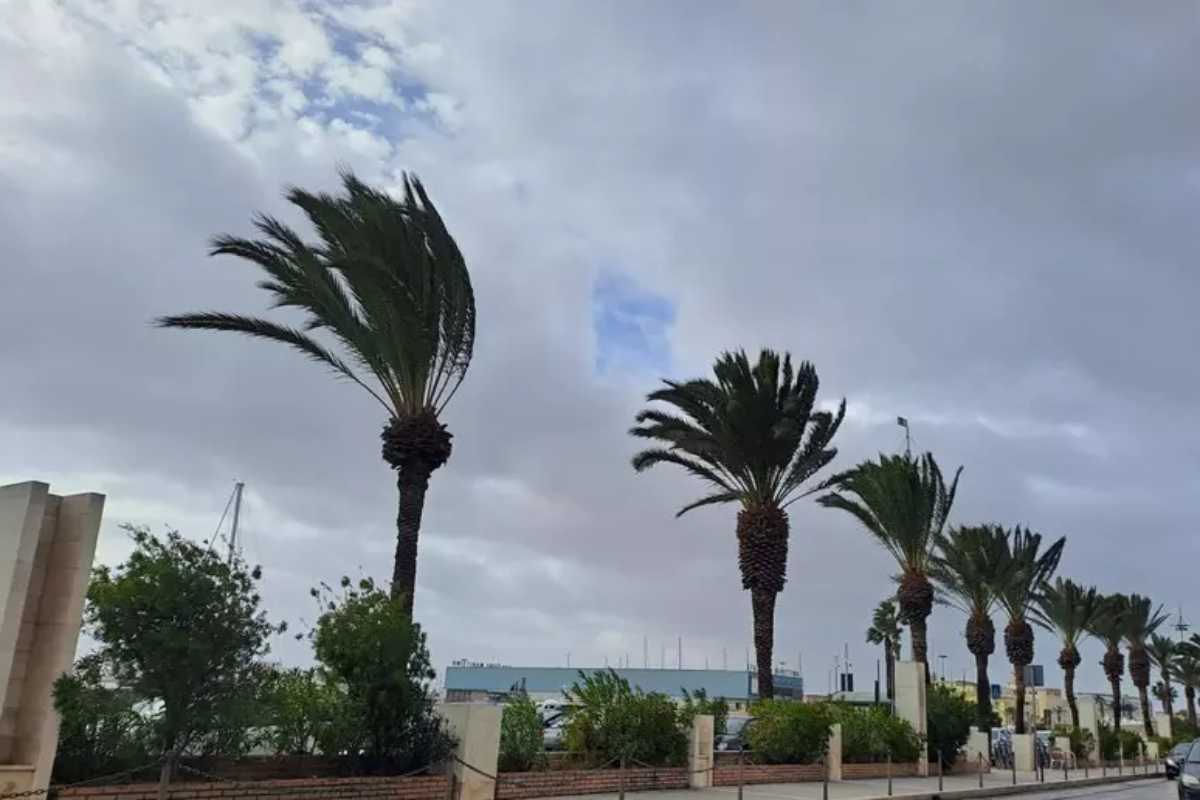 Forte vento fa muovere palme in strada