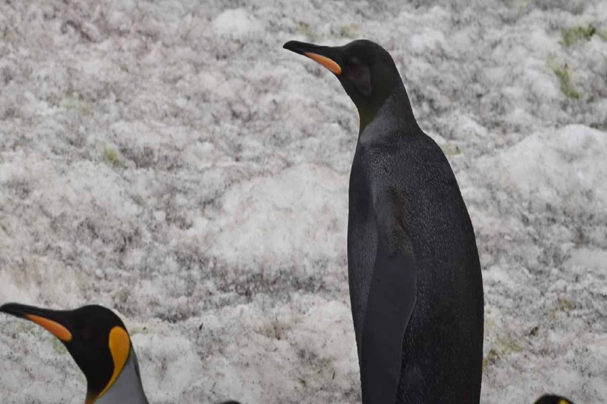 Un rarissimo pinguino completamente nero