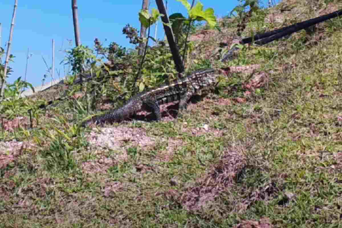 Un'esemplare enorme di lucertola che si aggira tra la vegetazione