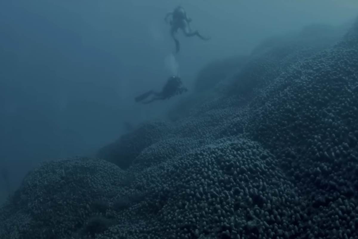 Riprese sott'acqua del corallo più grande del mondo