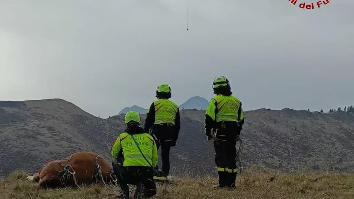 Mucca sedata e imbragata dai Vigili del Fuoco