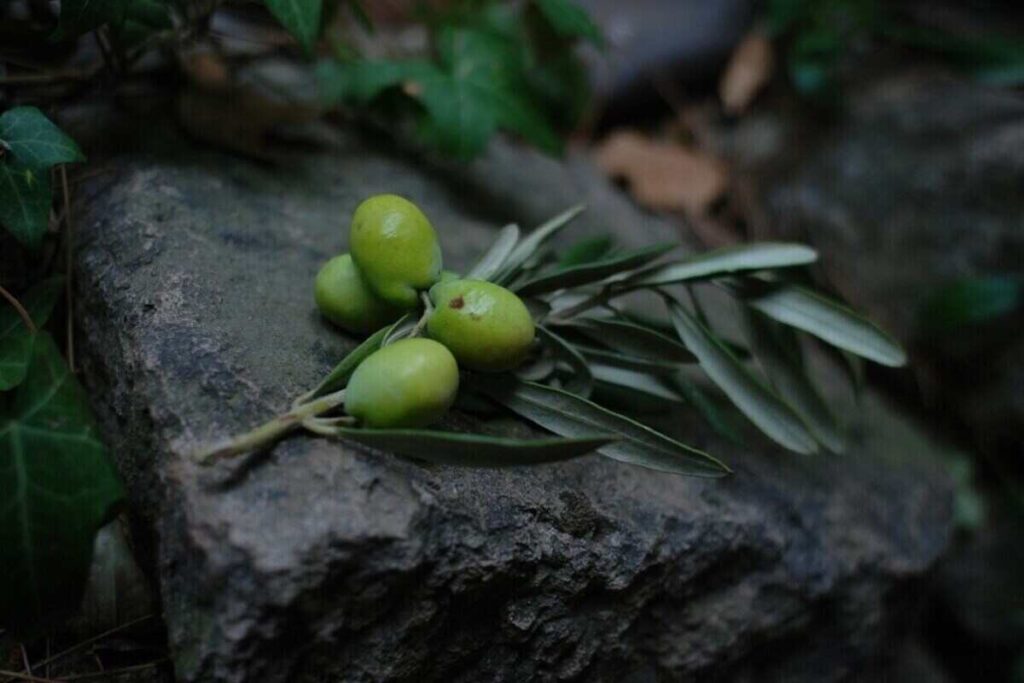 delle olive su un sasso