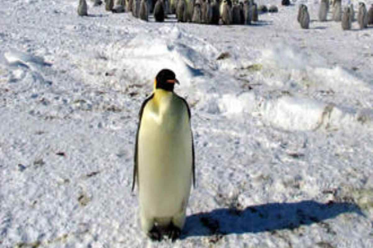 Un'esemplare di pinguino imperatore, in piedi sulla neve