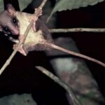 un pen-tailed treeshrew