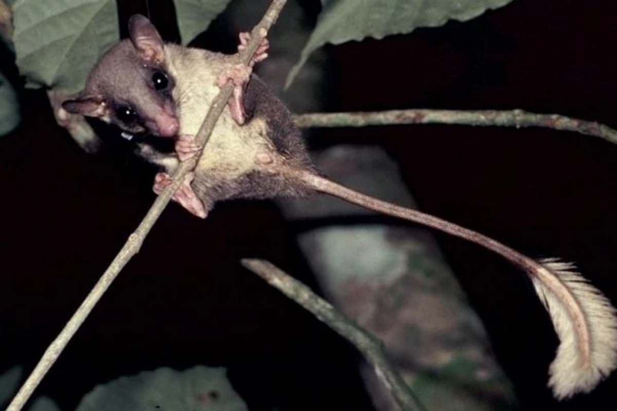 un pen-tailed treeshrew