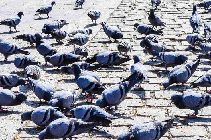 Piccioni a Venezia