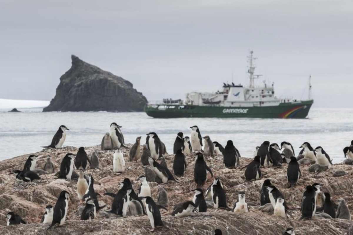 pinguini in patagonia sorvegliati da una nave di green peace