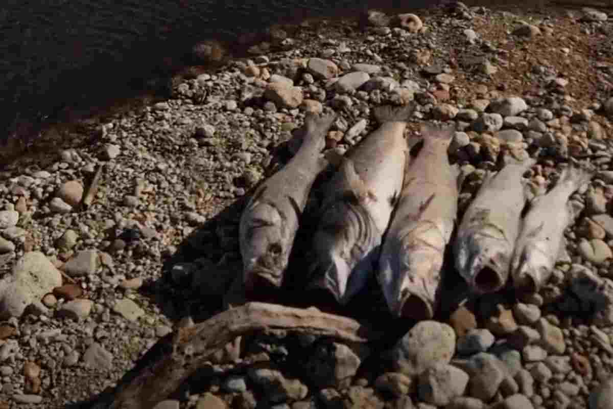 Le spigole morte nel fiume Palma in provincia di Agrigento