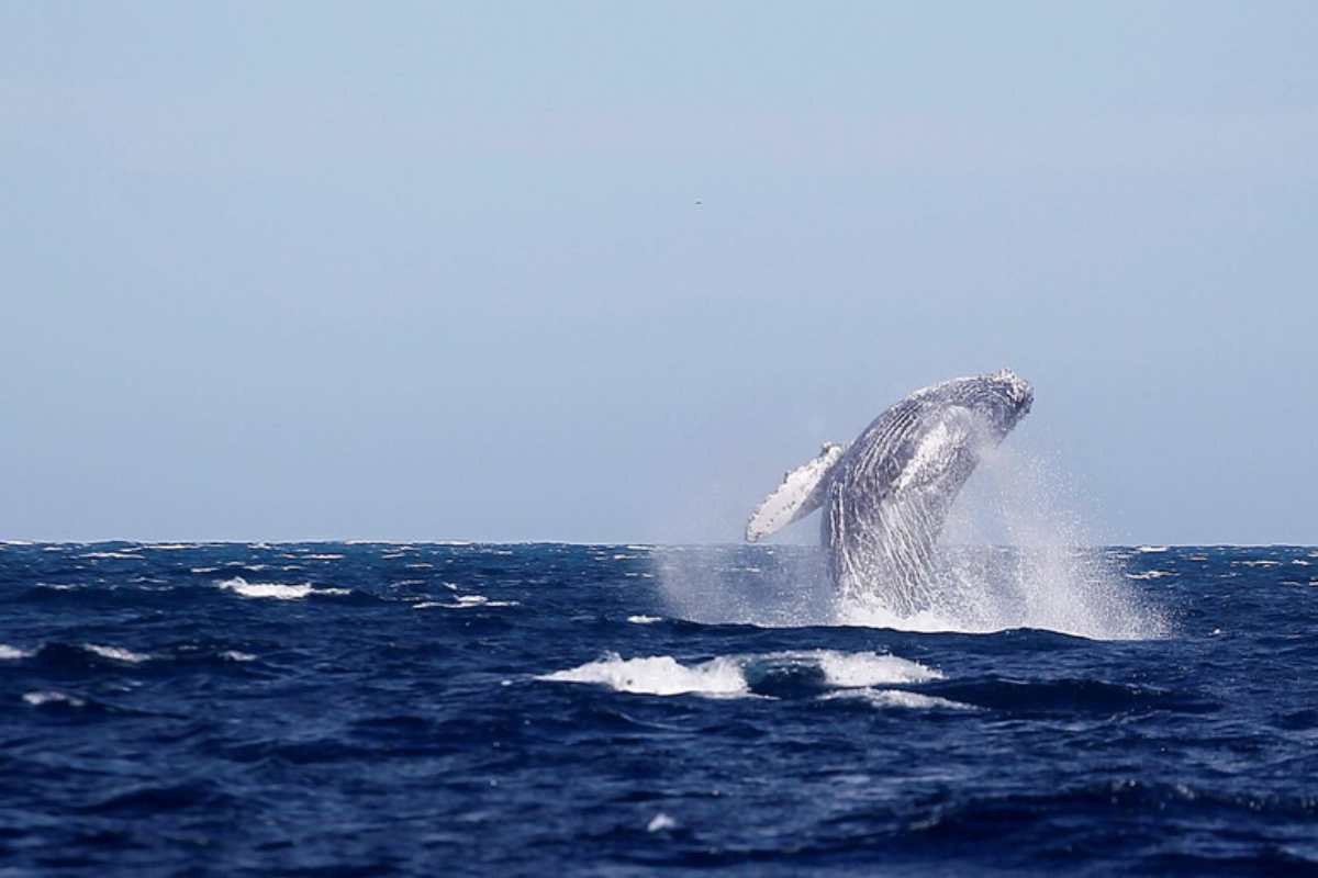 una balena