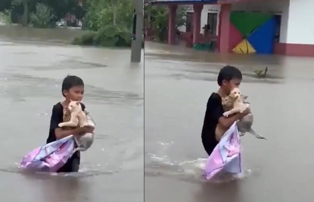 un bambino salva 3 gattini dalle inondazioni in Malesia